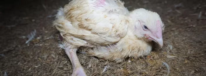 Chicken with splayed legs in a farm